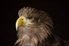 The Sea Eagle - Canvas Prints