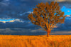 Sunset In Nundle - Canvas Prints
