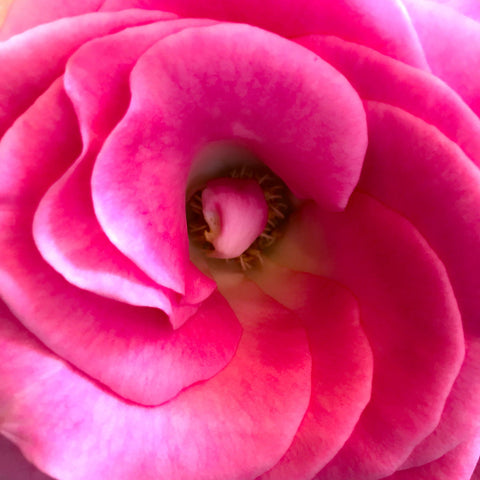 Deaming In Pink - Art Prints by Irene Neno Diaz