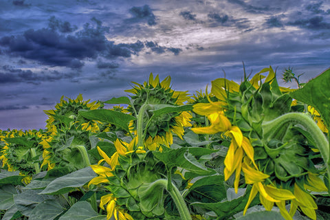 Yellow Fields In June - Canvas Prints by NeNaNa