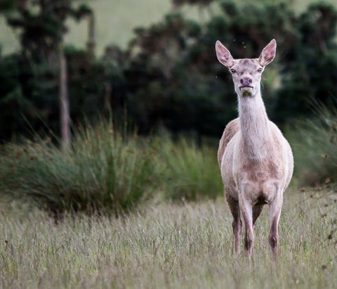 Red Deer by Danny Moore