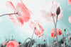 Coquelicot Love 2 - Framed Prints