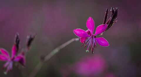 Autumn Pink by Frédéric Gombert