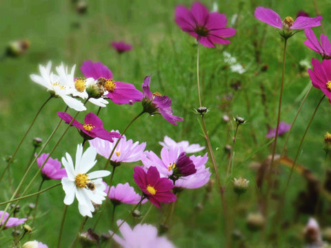 Field Of Flowers - Life Size Posters