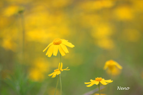 Yellow Dream - Canvas Prints by Irene Neno Diaz