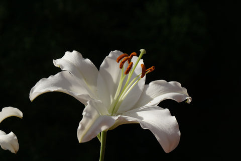 White Lily by Lizardofthewisard