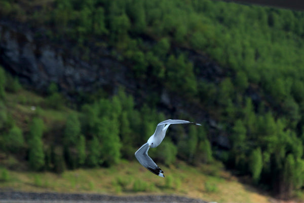 Seagull - Large Art Prints