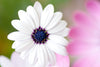 Pure Beauty - Art Prints