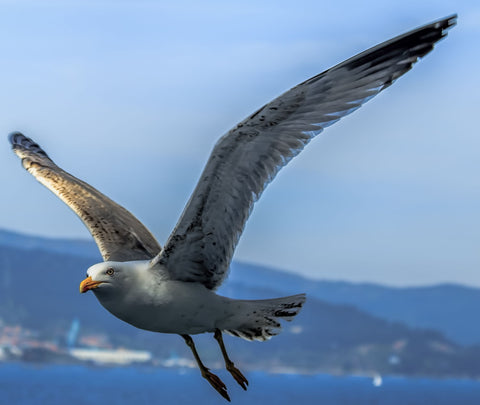 Seagull by Loethen