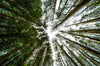 Pine Trees Perspective - Large Art Prints