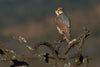 African Hobby - Art Prints