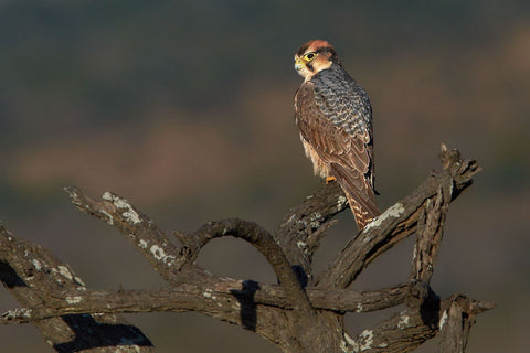 African Hobby - Posters