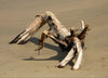 Driftwood - Canvas Prints