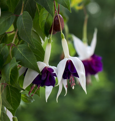 Fuchsia - Canvas Prints by Lizardofthewisard