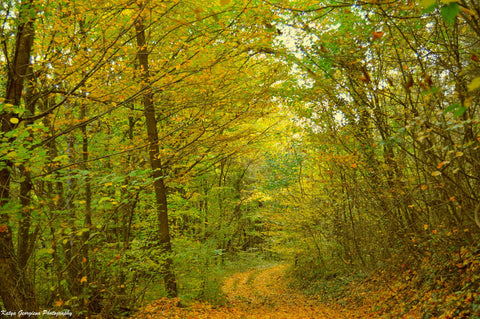 Autumn Forest - Framed Prints