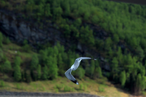Seagull - Life Size Posters