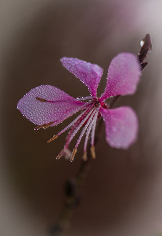 Pink Morning Dew - Canvas Prints by Frédéric Gombert