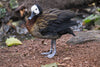 White Faced Whistling Duck - Life Size Posters
