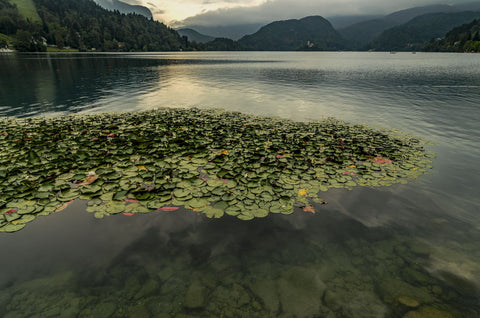 Lake Bled by Dilip Kumar Ghosh