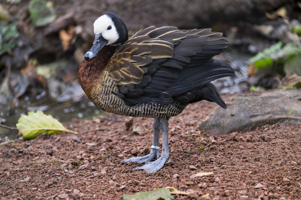 White Faced Whistling Duck - Life Size Posters
