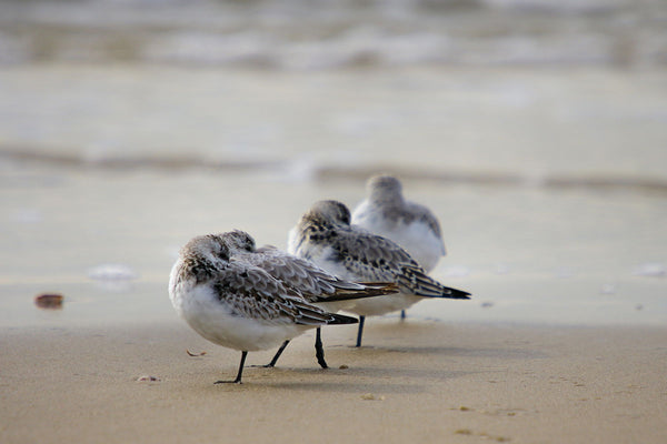 Sanderling - Canvas Prints