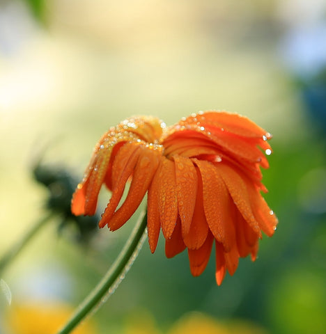 Orange Flowers by Studio Max