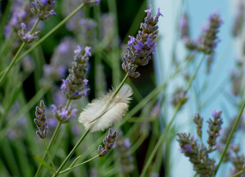 Feather In Lavender - Posters by Nick Tucker