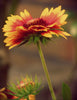 Zinnia - Large Art Prints