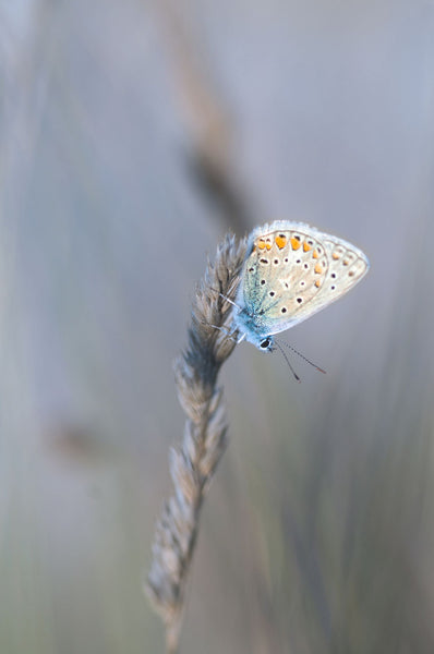 In The Last Rays - Art Prints