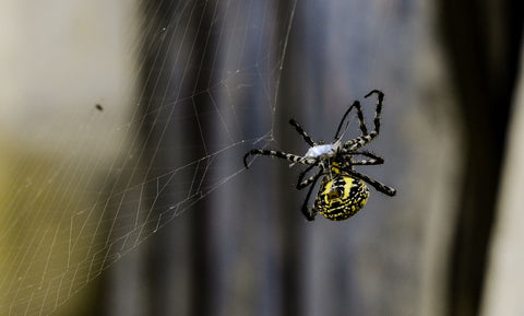 Species: Argiope Catenulata - Posters by Shreyas H Keshav