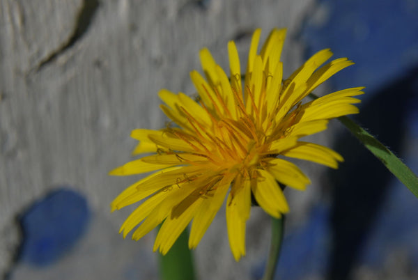 Yellow Daisy - Large Art Prints