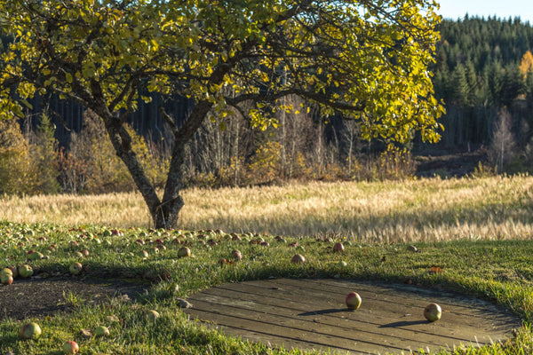 Autumn Scene - Canvas Prints