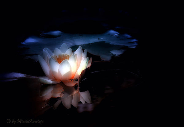 Shine - Large Art Prints