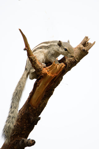 Squirrel At Take Off by Sanjeev Iddalgi