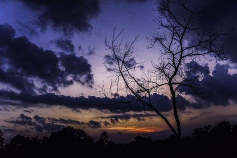 Lonely Tree At Sunset - Large Art Prints