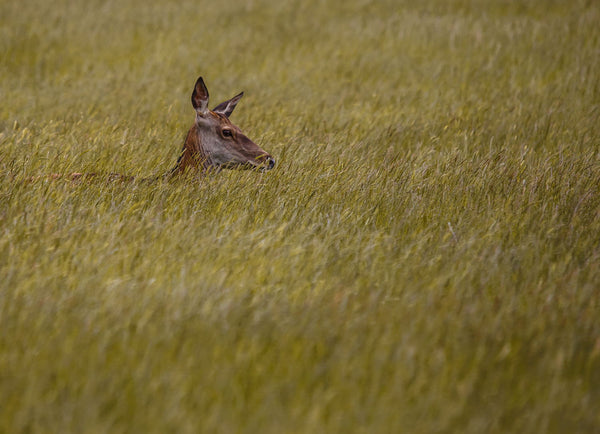 Lost In The Grass - Large Art Prints