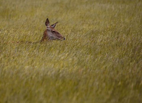 Lost In The Grass - Large Art Prints by Danny Moore