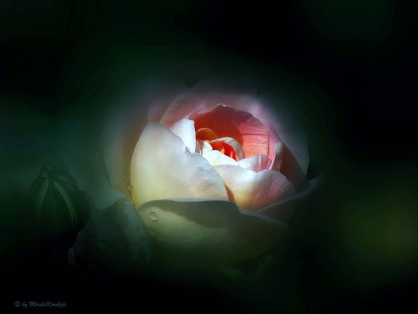 Roses Are Roses - Canvas Prints