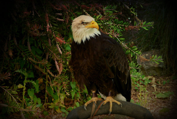 Bald Eagle - Life Size Posters