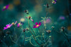 Cosmos - Art Prints