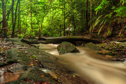 Painting The Forest - Large Art Prints