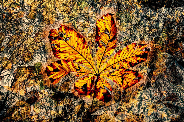 Autumn´s Collage - Framed Prints