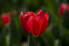 Red Tulip - Life Size Posters