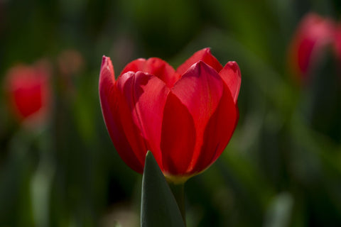 Red Tulip - Canvas Prints