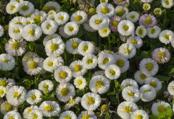 White Daisies - Canvas Prints