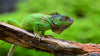 Green Iguana - Life Size Posters