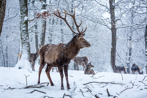 The Herd by Zsigmond Bathori