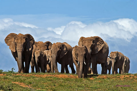 The Herd by Jim Gibson Photography