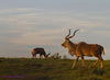 Out For A Stroll - Canvas Prints