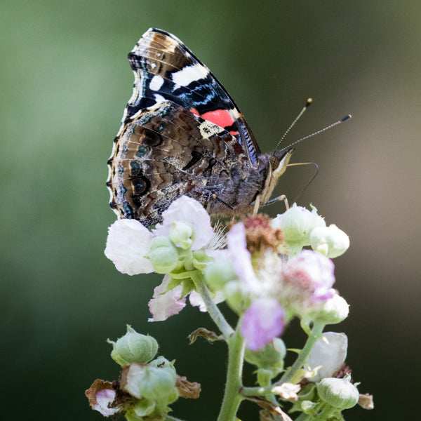 Red Admiral On Flower - Large Art Prints